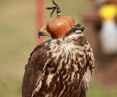 Wearing Blinders? Redefining “Success” during Mercury Retrograde