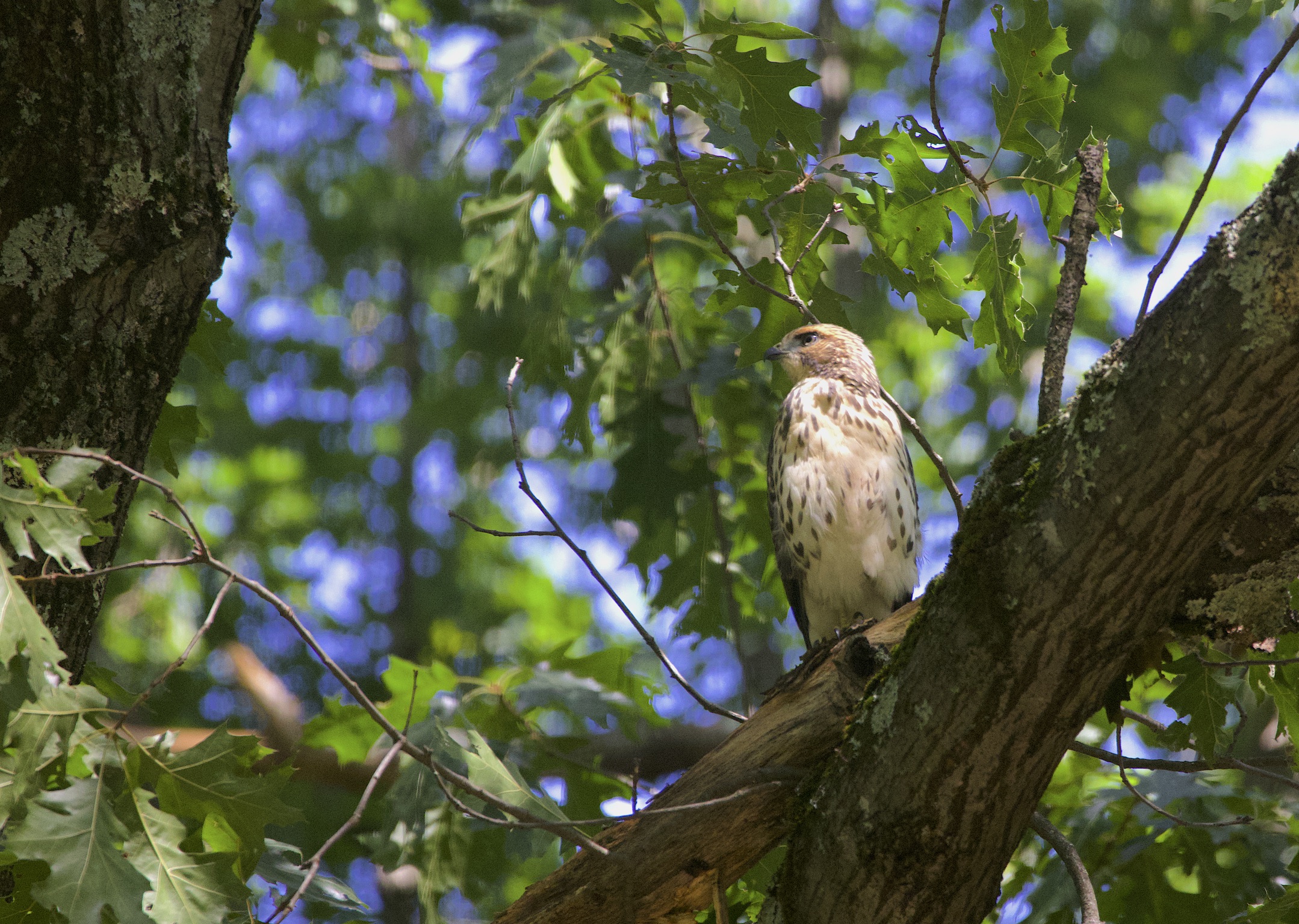 Broadwing Hawk by Andrew Kelley