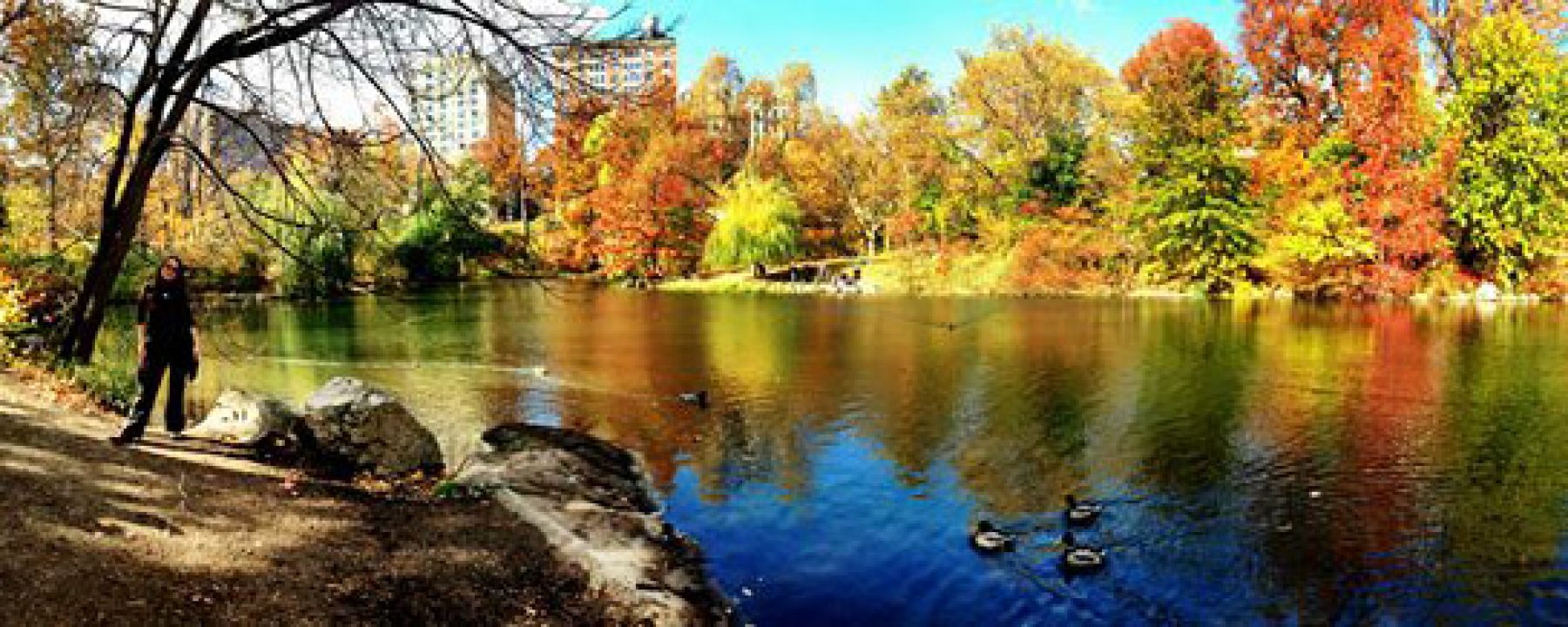 The Pool in Central Park